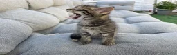 Mixed Breed cats for sale: Beautiful Brown Tabby Kitten - Advert 4