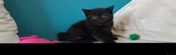 British Shorthair cats for sale: Beautiful Black BSH Kittens £995 GCCF ready 18/9 - Advert 14