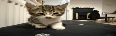 Mixed Breed Kitten 1