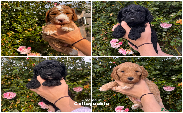 Australian Labradoodle dogs - Advert 3