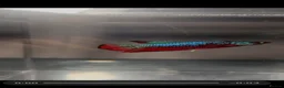 Bettas fish for sale: Betta fish - Advert 5