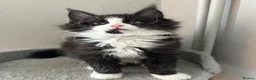 Maine Coon cats for sale: AMAZING TICA MAINE COON KITTENS  - Advert 12