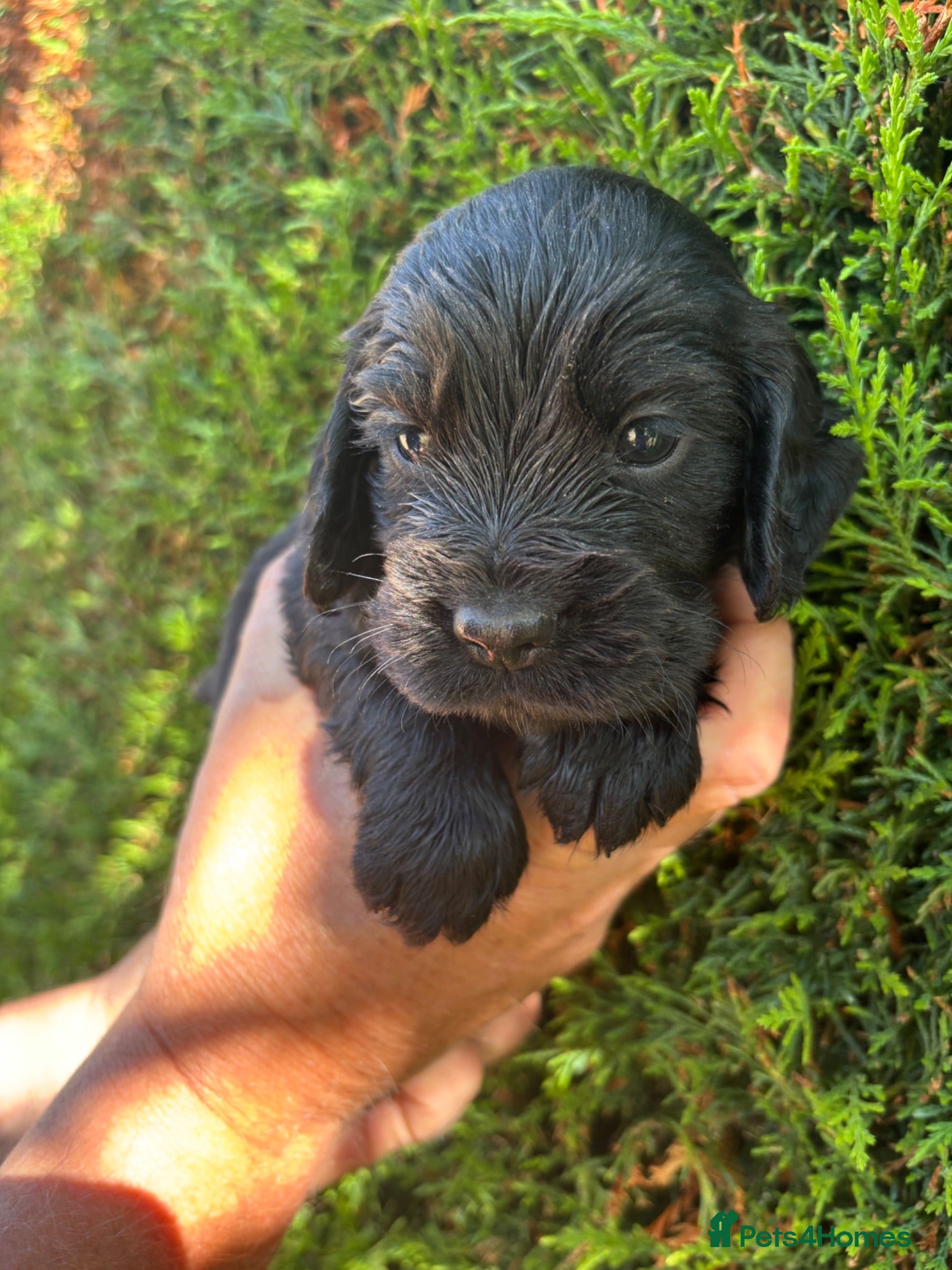 Cocker Spaniel dogs Outstanding KC reg working cocker spaniel pups - Advert 2