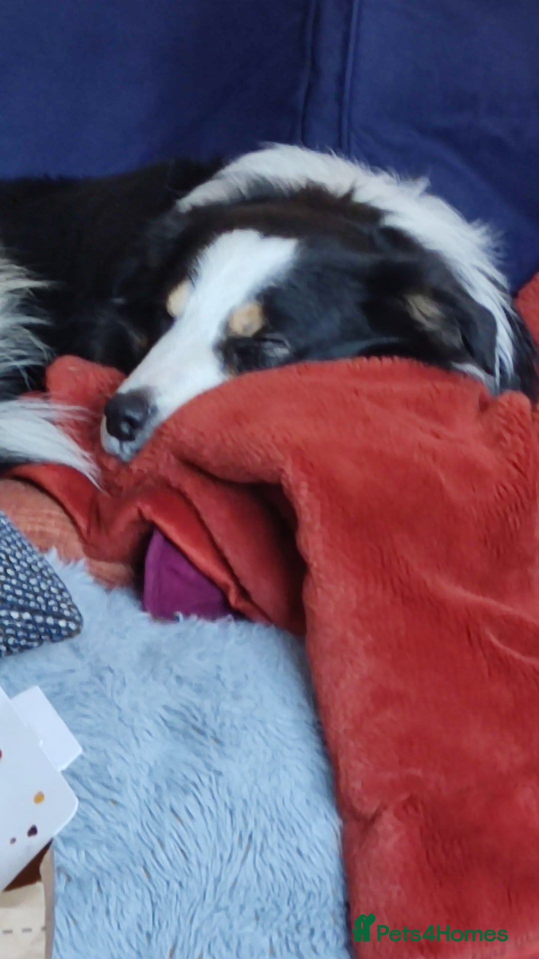 Australian Shepherd dogs for sale: Loving pooch.  - Image 4