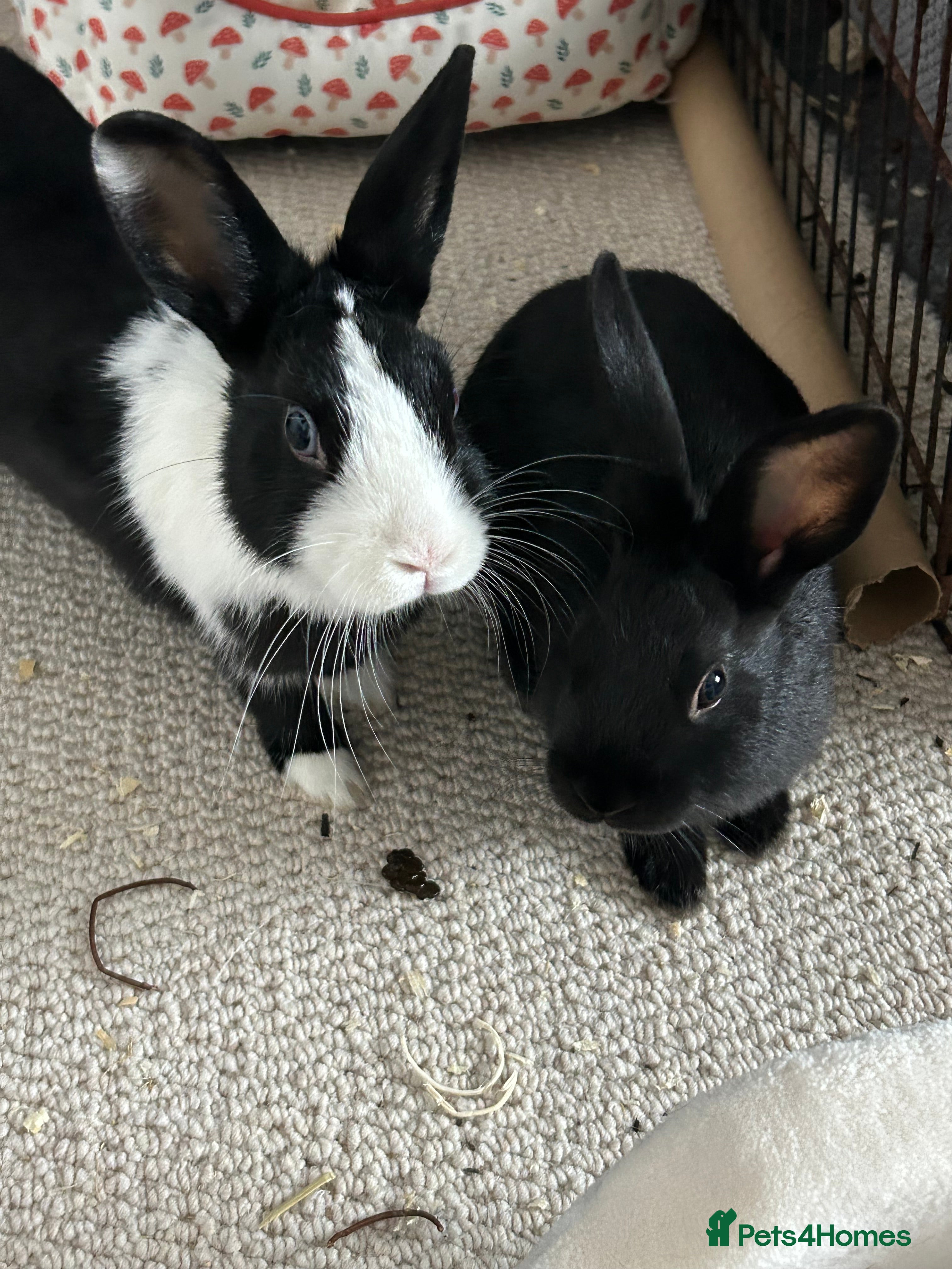 Mixed Breed rabbits male and female bonded rabbits in Consett - Advert 8