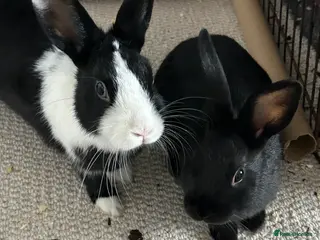 Mixed Breed rabbits male and female bonded rabbits in Consett - Advert 8