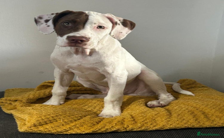 Mixed Breed dogs in St Albans - Advert 4