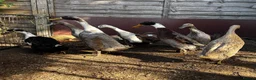 Ducks poultry for sale: Runner Ducks in Shoreham-by-Sea - Advert 2