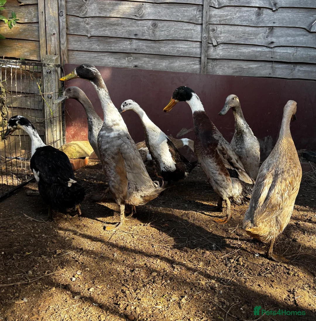 Ducks poultry for sale: Runner Ducks in Shoreham-by-Sea - Advert 2