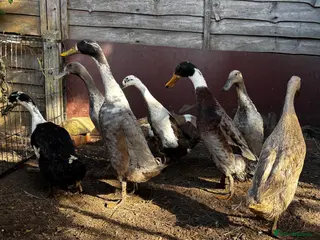Ducks poultry Runner Ducks - Advert 2