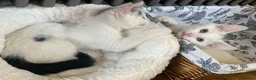 Turkish Van cats for sale: Gorgeous Turkish Van Kittens in Potters Bar - Advert 9