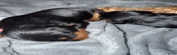 Doxiepoo dogs for sale: ✨ Beautiful Doxiepoo Puppies dapple 🐾🤎🖤 in Leicester - Advert 7