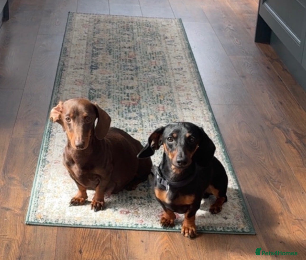 Miniature Dachshund dogs Miniature dachshund puppys - Advert 1