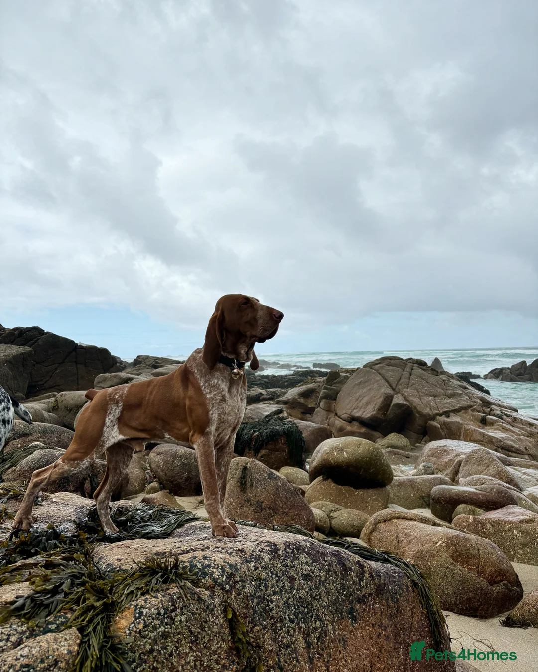 Bracco Italiano dogs for stud: Bracco Italiano for stud - Advert 8