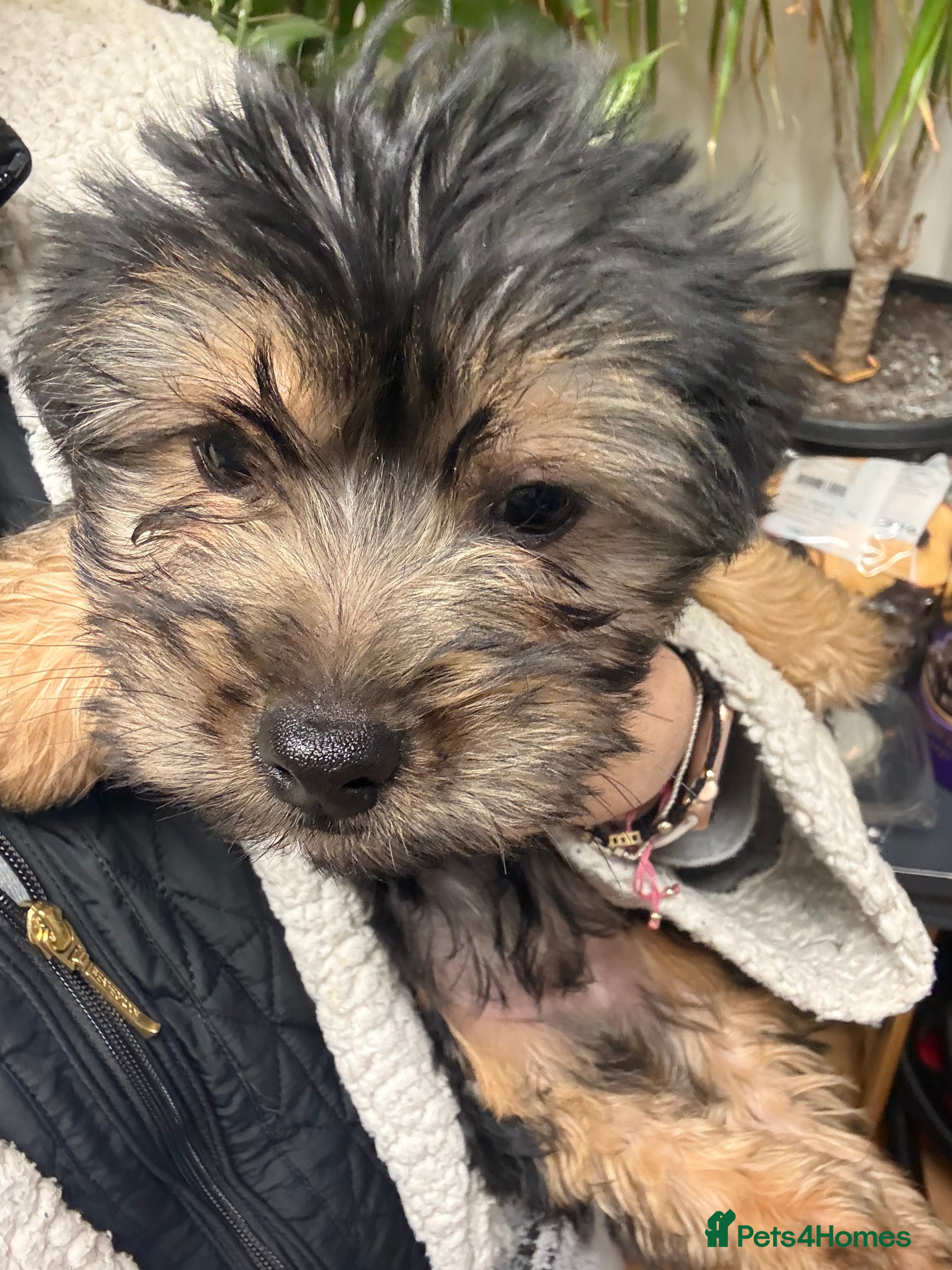 Yorkshire Terrier dogs Yorkshire Terrier  - Advert 2