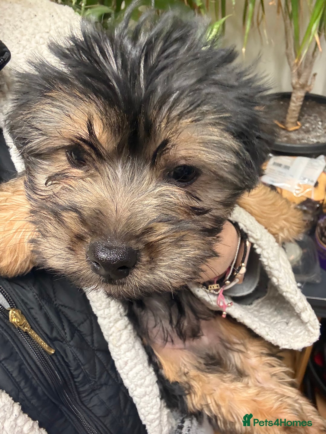 Yorkshire Terrier dogs for sale: Yorkshire Terrier  - Advert 1