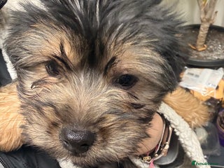 Yorkshire Terrier dogs Yorkshire Terrier - Advert 4