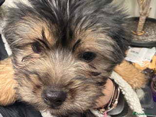 Yorkshire Terrier dogs Yorkshire Terrier - Advert 4