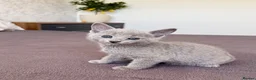 Russian Blue cats for sale: 🐾Champion Line TICA Russian Blue Kittens 🐾 - Advert 22