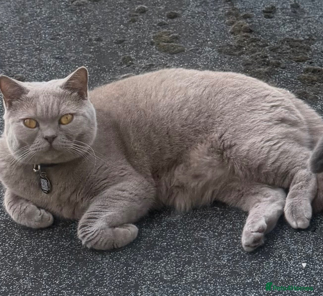 British Shorthair cats BSH and Russian blue for sale 2 cats separate  - Advert 3