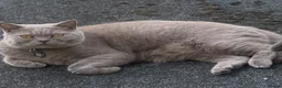British Shorthair cats for sale: BSH and Russian blue for sale 2 cats separate  - Advert 1