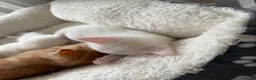 Domestic Shorthair cats for sale: Beautiful Kittens For Sale - Advert 8