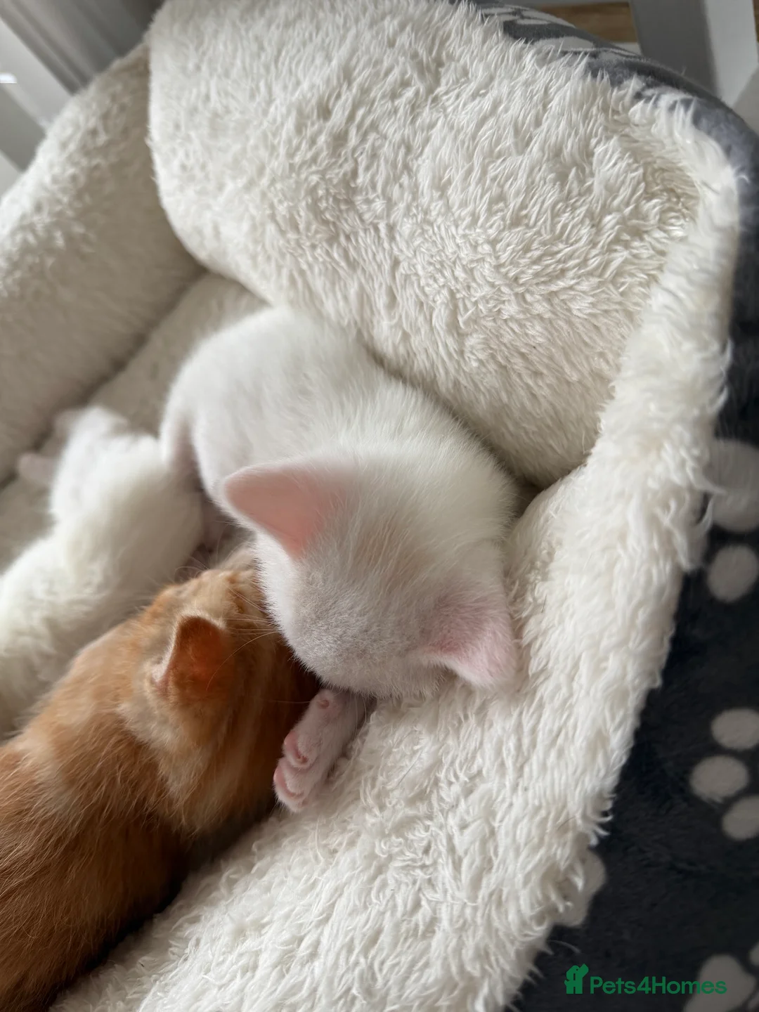 Domestic Shorthair cats for sale: Beautiful Kittens For Sale - Advert 8