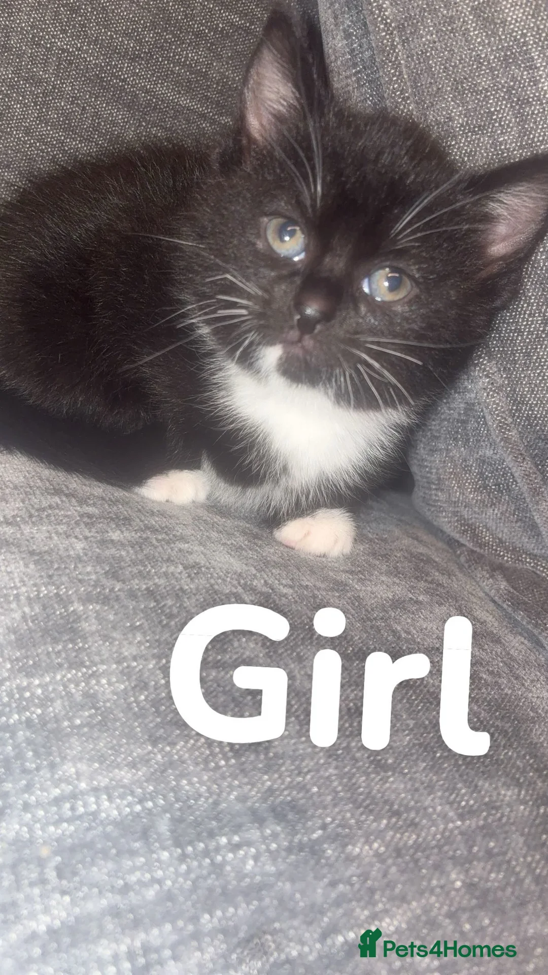 Mixed Breed cats for sale: Ragdoll cross kittens - Advert 5