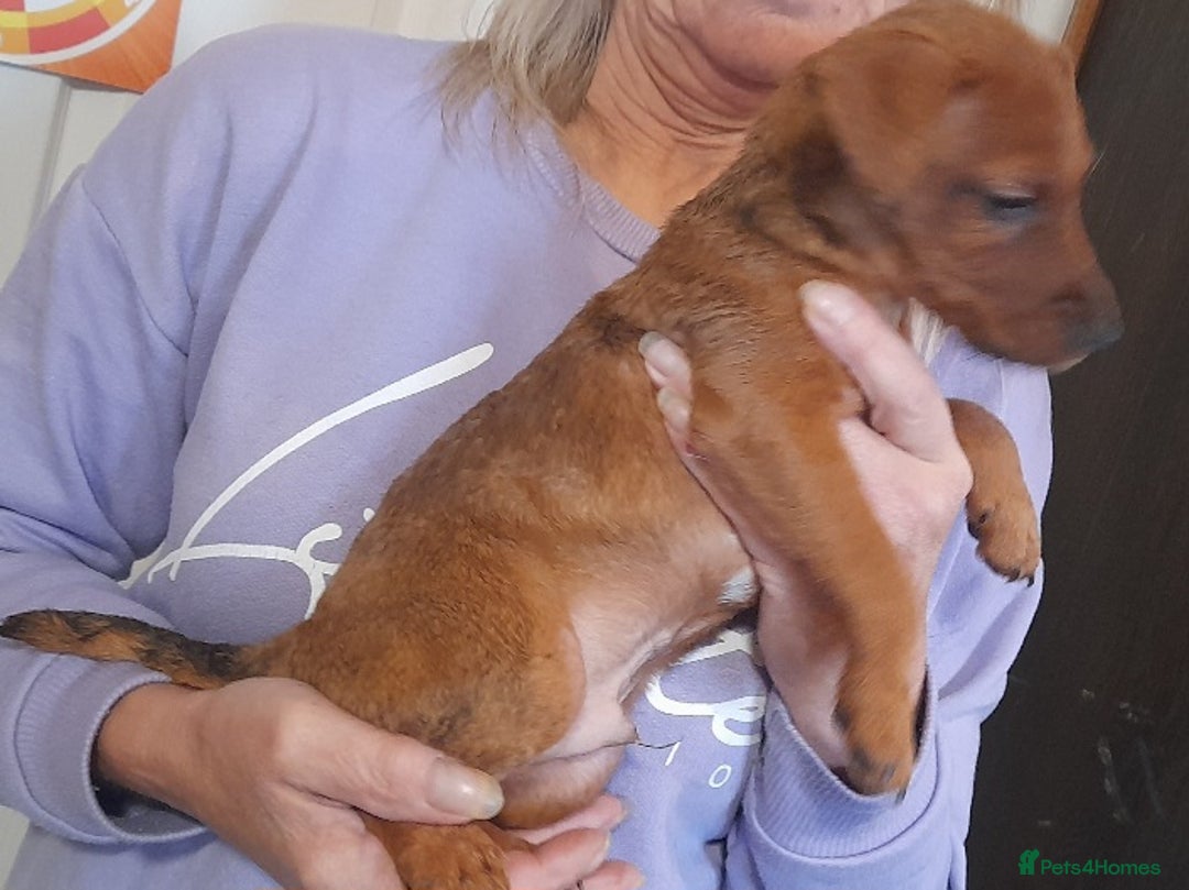 Mixed Breed dogs for sale: Jack russel X lakeland 13 weeks old male  - Advert 5