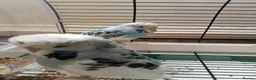 Budgerigars birds for sale: Budgie for sale - Advert 2