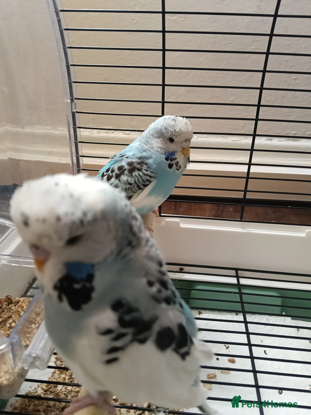 Budgerigars birds for sale: Budgie for sale - Advert 2