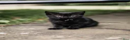 Mixed Breed cats for sale: LAST 2: British shorthair kittens - Advert 13