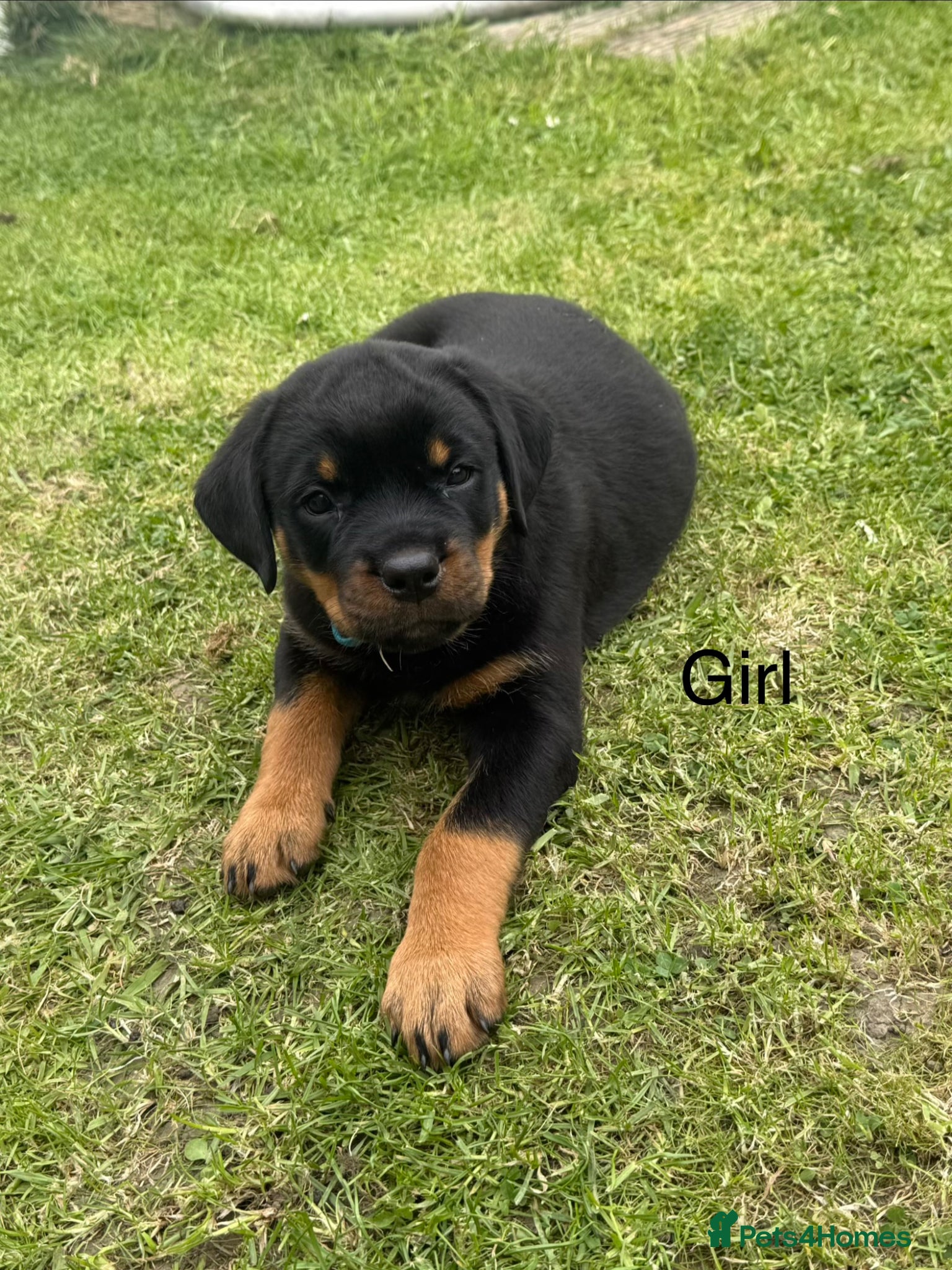Rottweiler dogs Rottweiler pups - Advert 4