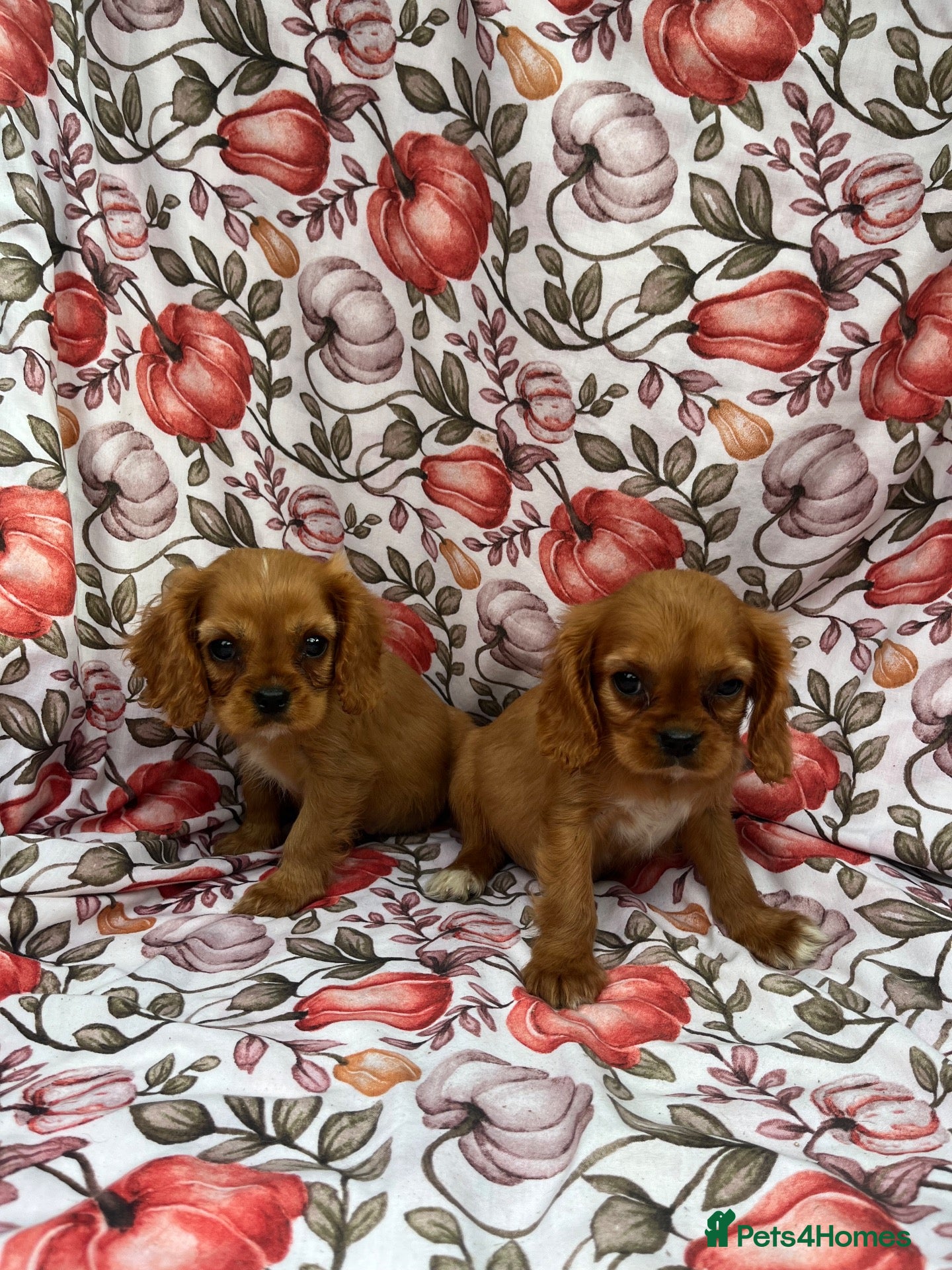 Cavalier King Charles Spaniel dogs for sale: READY TO GO NOW 2 boys  - Advert 5