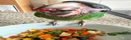Macaws birds for sale: Hand reared silly tame hahns macaw  - Advert 6
