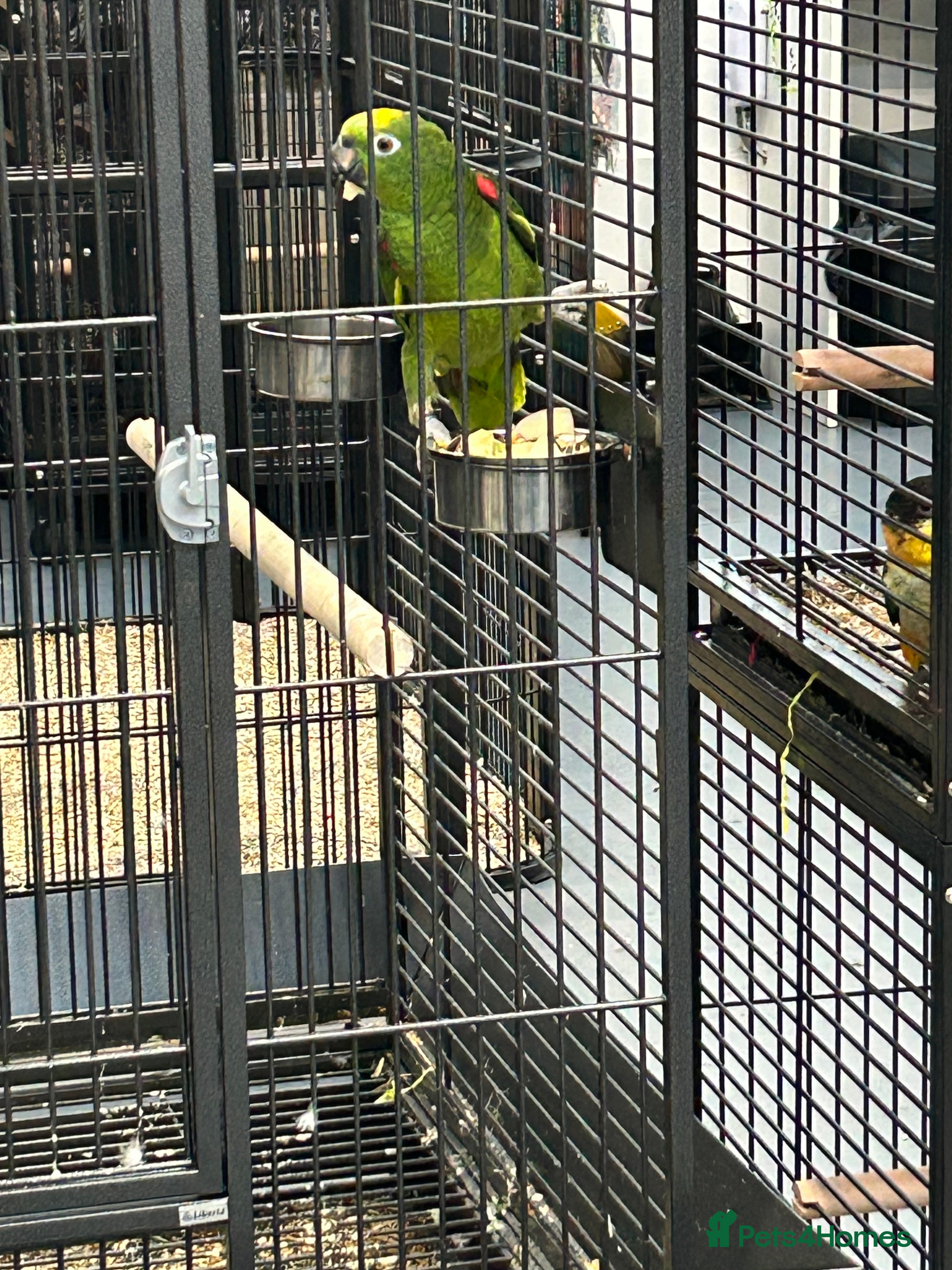 Parrots birds Hand Reared Yellow Crowned Amazons  - Advert 5