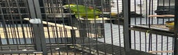 Parrots birds for sale: Hand Reared Yellow Crowned Amazons  - Advert 1