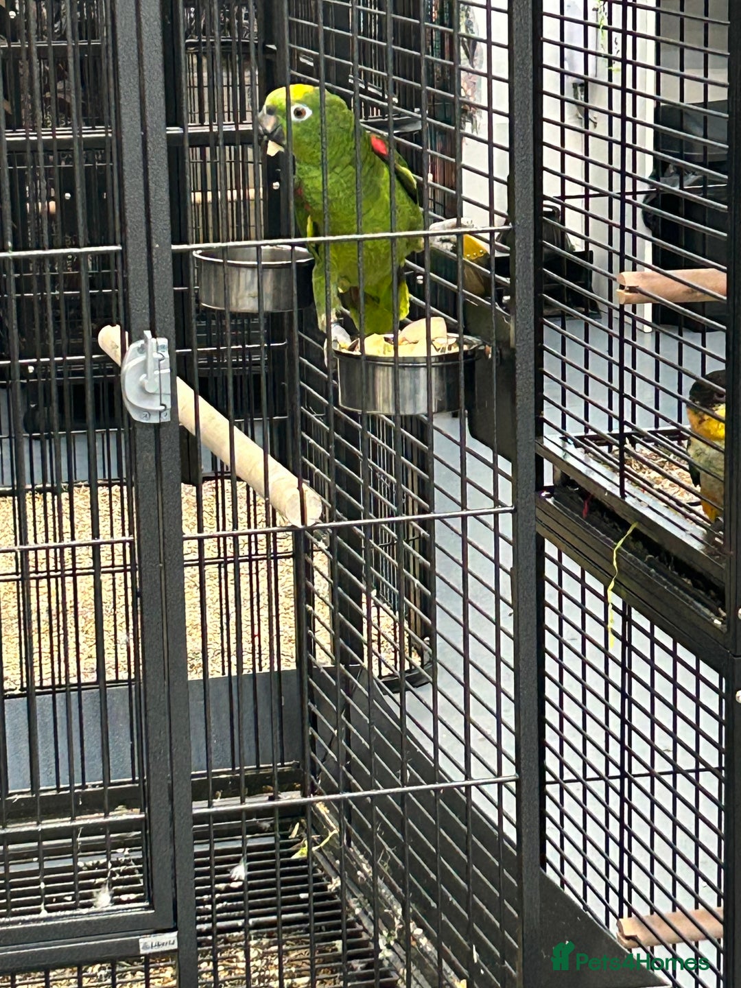 Parrots birds for sale: Hand Reared Yellow Crowned Amazons  - Advert 1