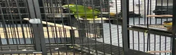 Parrots birds for sale: Hand Reared Yellow Crowned Amazons  - Advert 1