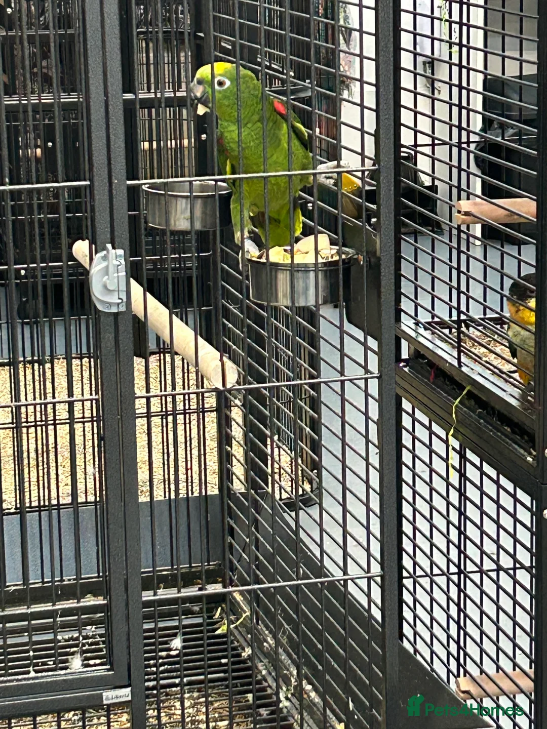Parrots birds for sale: Hand Reared Yellow Crowned Amazons  - Advert 1