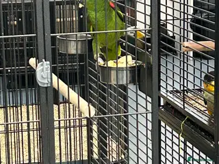 Parrots birds Hand Reared Yellow Crowned Amazons - Advert 6