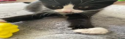 Mixed Breed cats for sale: Two beautiful black & white female kittens - Advert 7