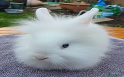 Mini Lop rabbits for sale: Friendly Baby rabbits  Vac RHD2 YURVAC - Image 2