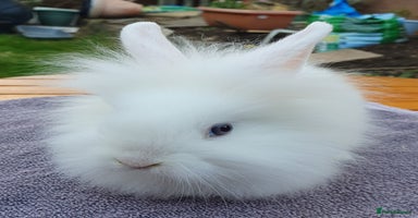 Mini Lop rabbits - Advert 14