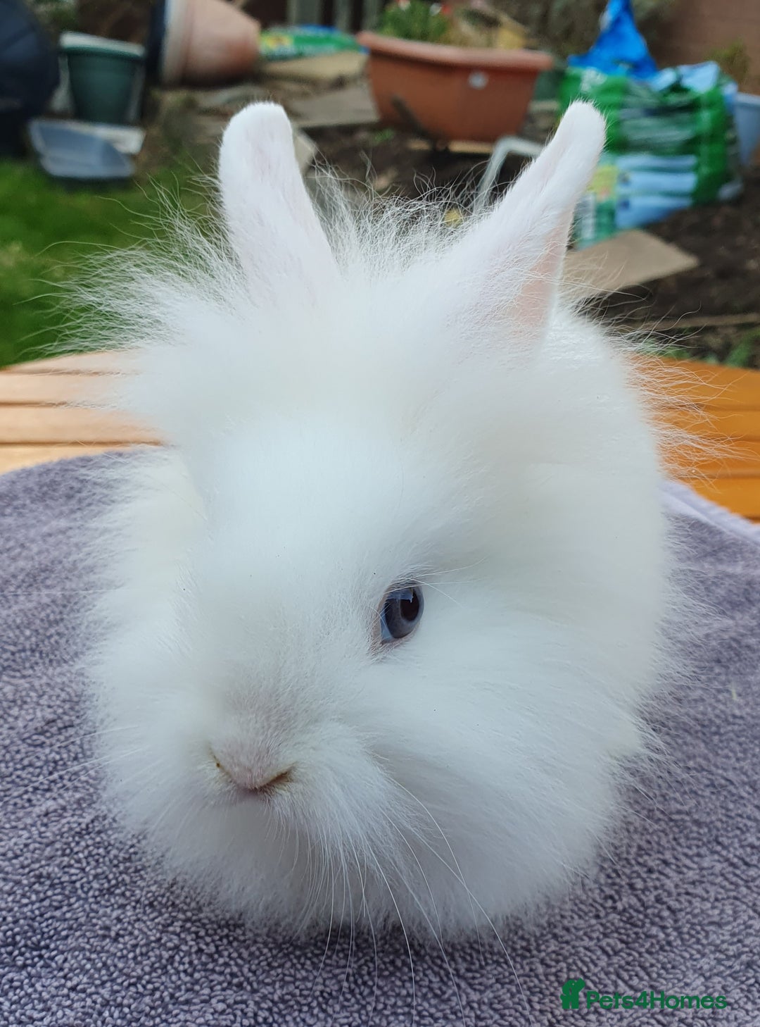 Mini Lop rabbits for sale: Friendly Baby rabbits  Vac RHD2 YURVAC - Image 2