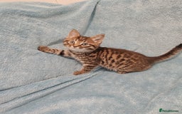 Mixed Breed cats for sale: BEAUTIFUL KITTENS VIDEOS - Image 14