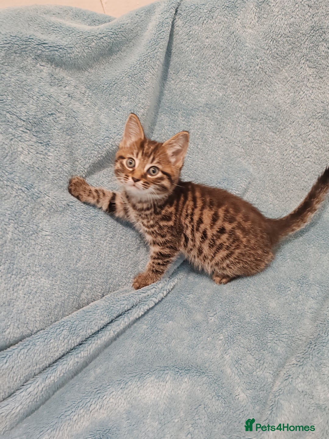 Mixed Breed cats for sale: BEAUTIFUL KITTENS VIDEOS - Image 14