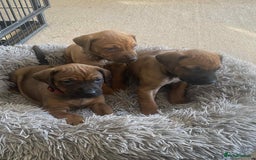 Rhodesian Ridgeback dogs for sale: KC reg Rhodesian Ridgeback puppies - Image 6
