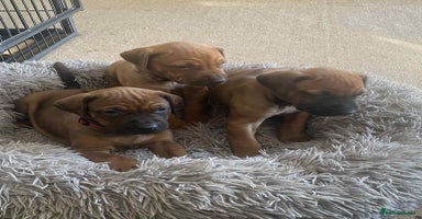 Rhodesian Ridgeback dogs - Advert 16
