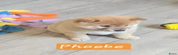 Japanese Shiba Inu dogs for sale: Stunning little Shibas - Advert 20